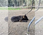 Small #11 Belgian Malinois