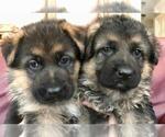 Small Photo #4 German Shepherd Dog Puppy For Sale in POMARIA, SC, USA