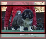 Small Photo #2 Caucasian Shepherd Dog Puppy For Sale in Zarnesti, Brasov, Romainia