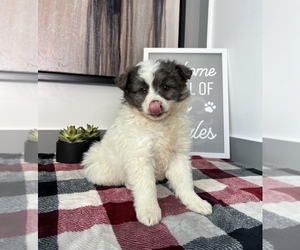 Australian Shepherd-Pomeranian Mix Puppy for sale in FRANKLIN, IN, USA
