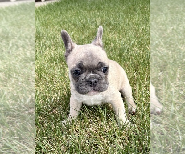 Medium Photo #2 French Bulldog Puppy For Sale in CANYON, TX, USA