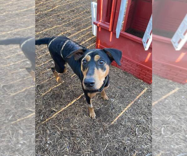 Medium Photo #16 Doberman Pinscher-Pointer Mix Puppy For Sale in Houston, TX, USA