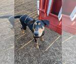 Small #15 Doberman Pinscher-Pointer Mix