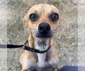 Chihuahua-Unknown Mix Dogs for adoption in San Antonio, TX, USA