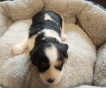 Small Photo #3 Aussalier Puppy For Sale in ATHOL, ID, USA