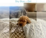 Small Photo #8 Golden Retriever Puppy For Sale in SAINT GEORGE, UT, USA