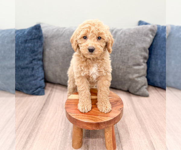 Medium Photo #2 Miniature Labradoodle Puppy For Sale in MILLERSBURG, OH, USA