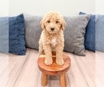Small #1 Miniature Labradoodle