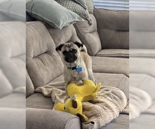 Medium Photo #7 Pug-Unknown Mix Puppy For Sale in Corona, CA, USA