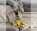 Small Photo #7 Pug-Unknown Mix Puppy For Sale in Corona, CA, USA
