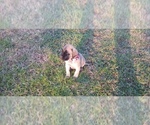 Small #42 Mastiff