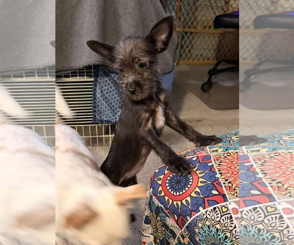 Medium Photo #1 Chihuahua-Unknown Mix Puppy For Sale in Visalia, CA, USA