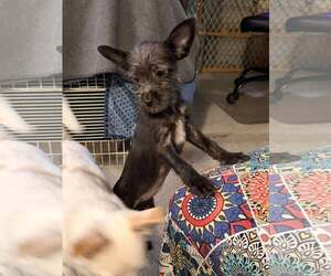 Chihuahua-Unknown Mix Dogs for adoption in Visalia, CA, USA