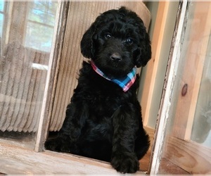 Goldendoodle Puppy for sale in WHITE CLOUD, MI, USA