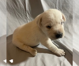 Labrador Retriever Puppy for sale in OSYKA, MS, USA