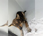 A663558 - Male German Shepherd Dog Dog for Adoption - Small photo