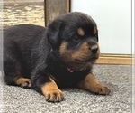 Small #38 Rottweiler