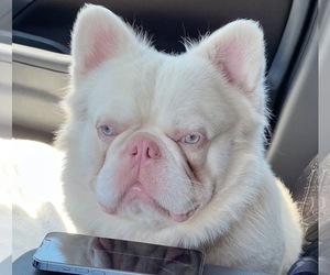 Father of the French Bulldog puppies born on 06/09/2025