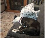 Small Photo #3 Mutt Puppy For Sale in Hinton, WV, USA