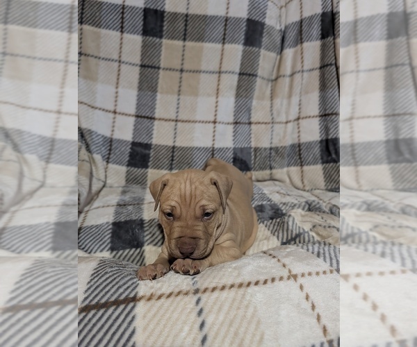 Medium Photo #1 American Pit Bull Terrier Puppy For Sale in HERSEY, MI, USA