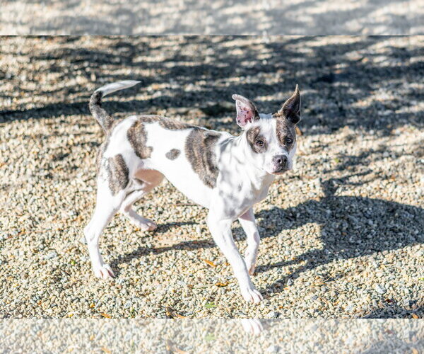 Medium Photo #4 Boston Terrier-Unknown Mix Puppy For Sale in Hilton Head, SC, USA