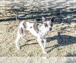 Small Photo #4 Boston Terrier-Unknown Mix Puppy For Sale in Hilton Head, SC, USA