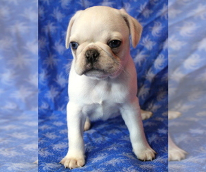 Pug Puppy for sale in SALINA, KS, USA