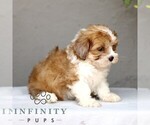 Small #2 ShihPoo