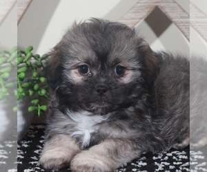 Zuchon Puppy for sale in MOUNT VERNON, OH, USA
