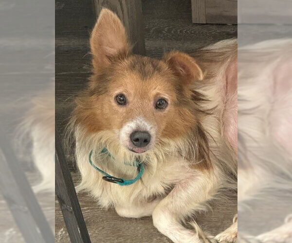 Medium Photo #2 Mutt Puppy For Sale in Fort Wayne, IN, USA