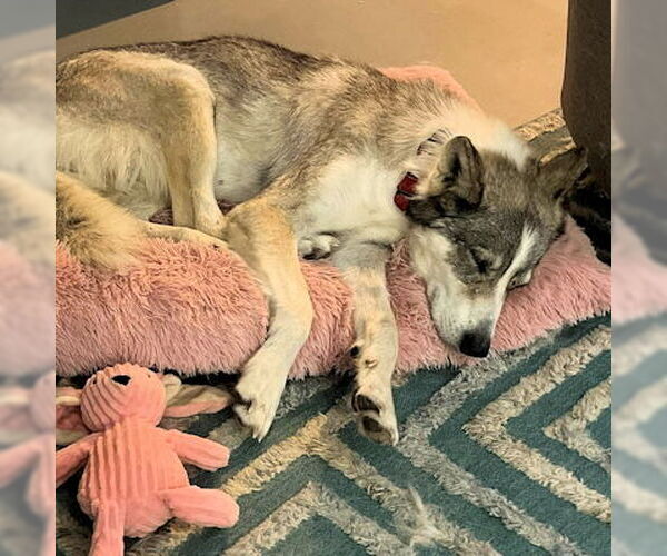 Medium Photo #2 Siberian Husky-Unknown Mix Puppy For Sale in Omaha, NE, USA