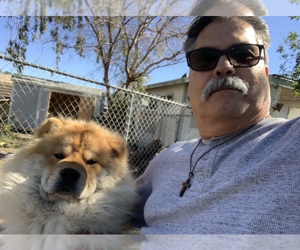 Medium Photo #1 Chow Chow Puppy For Sale in FONTANA, CA, USA