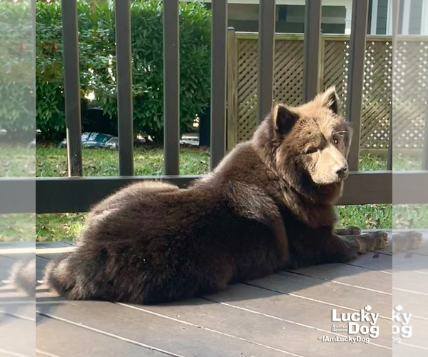 Medium Photo #10 Chow Chow-Unknown Mix Puppy For Sale in Washington, DC, USA