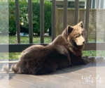 Small #9 Chow Chow Mix