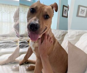 Archibald - Male Mutt Dog for Adoption - Photo #16