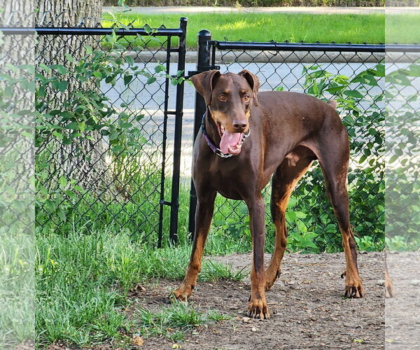 Medium Photo #10 Doberman Pinscher Puppy For Sale in Buffalo, MN, USA