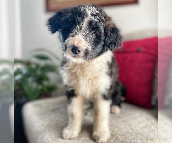 Medium Photo #1 Bordoodle Puppy For Sale in LONDON, AR, USA