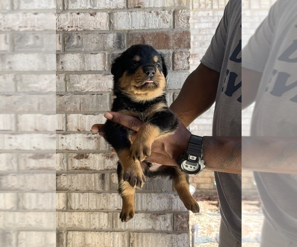Medium Photo #14 Rottweiler Puppy For Sale in FORT WORTH, TX, USA