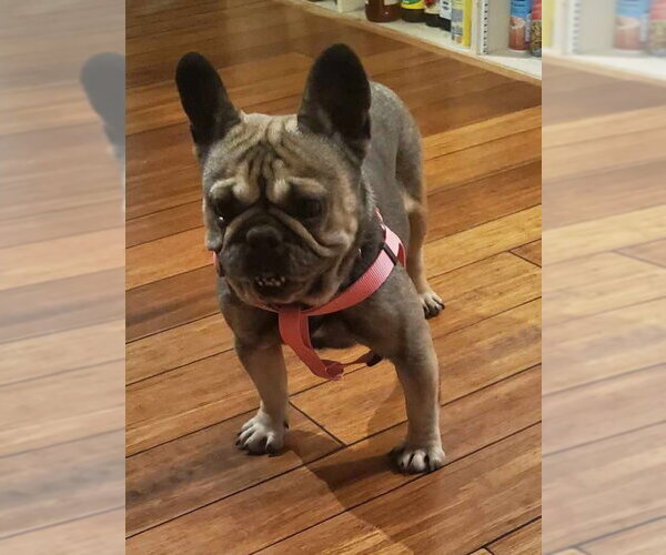 Medium Photo #4 French Bulldog Puppy For Sale in St. Louis Park, MN, USA