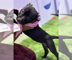 Small #1 American Bulldog Mix