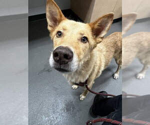 German Shepherd Dog-Unknown Mix Dogs for adoption in Corpus Christi, TX, USA