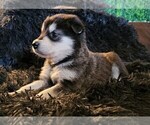 Small Photo #48 Alaskan Malamute Puppy For Sale in MIDWEST CITY, OK, USA