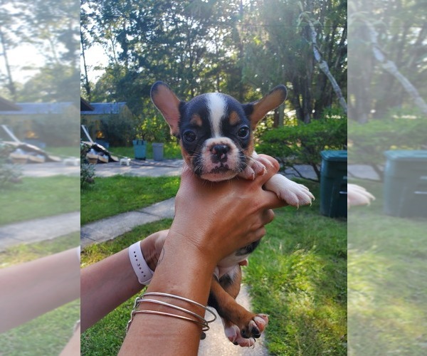 Medium Photo #5 French Bulldog Puppy For Sale in JACKSONVILLE, FL, USA