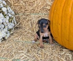 Puppy Pablo Miniature Pinscher