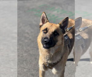 Titan - Male German Shepherd Dog Dog for Adoption - Photo #3