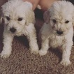 Small Photo #53 Goldendoodle Puppy For Sale in VACAVILLE, CA, USA
