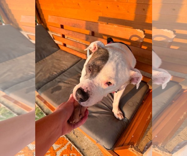 Medium Photo #3 American Pit Bull Terrier-Unknown Mix Puppy For Sale in Germantown, OH, USA