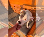 Small #2 American Pit Bull Terrier Mix