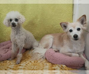 Sadie May 26 - Female Golden Retriever-Unknown Mix Dog for Adoption - Photo #10