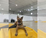 Small #4 German Shepherd Dog Mix